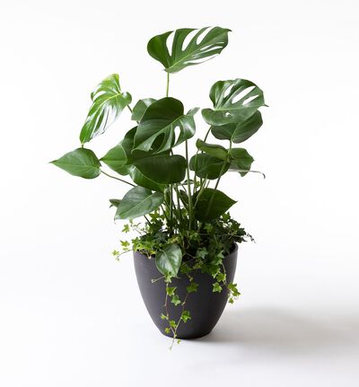 Arrangementsplanting med monstera Arrangementsplanting med monstera